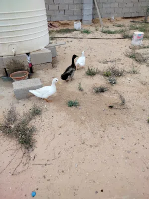بط زينه بصحه جيده
