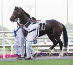 اشراف وتدريب خيل السباق