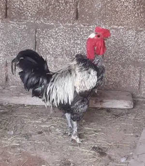 ديك فرنسي الله يبارك