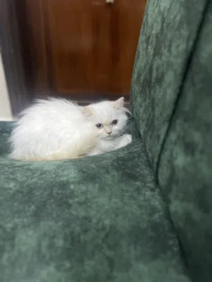 قط ذكر للتبني مع كامل اغراضه بدون مقابل