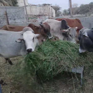 عجاله اثيوبي