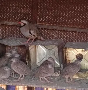 Chickens1