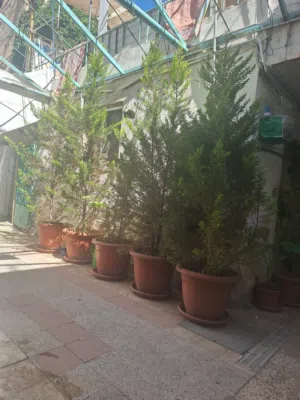 خمس شجرات جولد ستار ايطالي