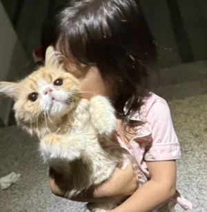 قط ذكر بيكي فيس