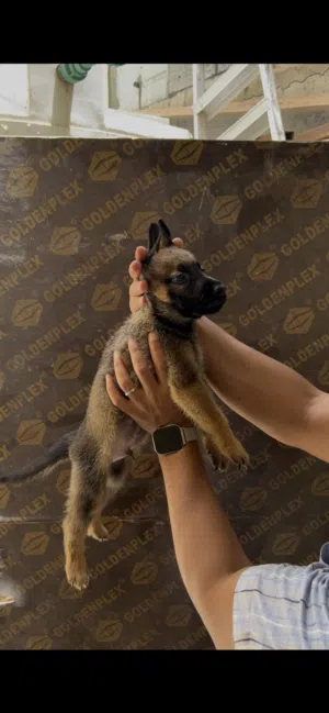 Belgian malinois