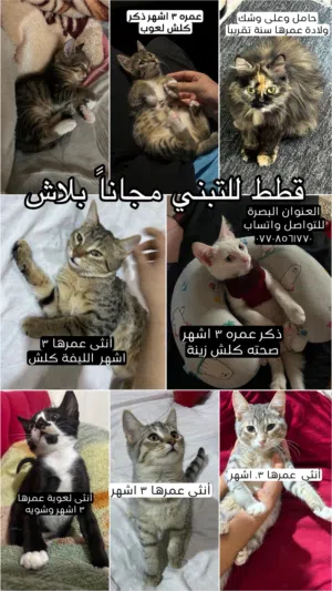 قطط للتبني