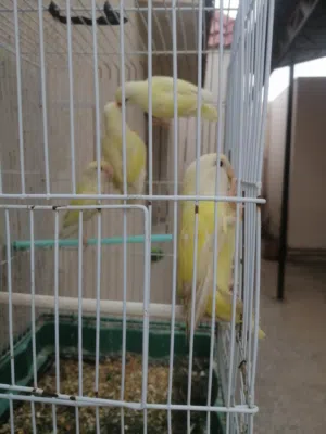 أربعة طيور روز أينو