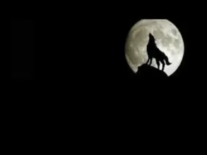 ابوبكر لخضر جديدي 