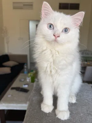 White Angora Female Cat  5 Months Old  Vaccinated  Blue Eyes