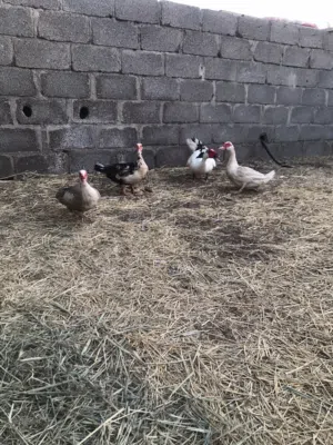 للبيع بط مصري منتج