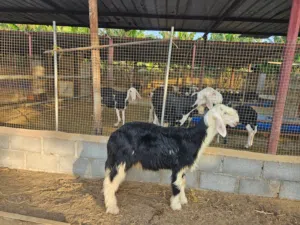كبش نجدي اصلي بدون تهجين العمر 4 شهور لحد 5 شهور