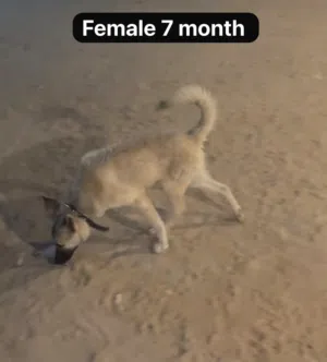 للبيع 4 كلاب للحراسه 7 شهور