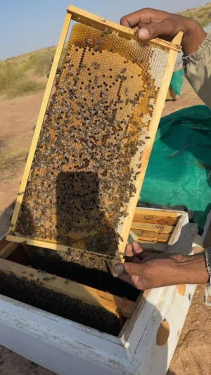 نحل للبيع نحل كثافه تحضين ماشاءالله تبارك الرحمن جميع نحل معالج جاهز نحل للموسم جميع نحل بزوايدنحل