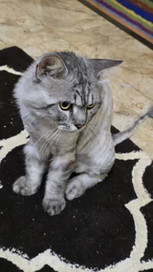 قط شيرازي اليف وطيب مسالم.