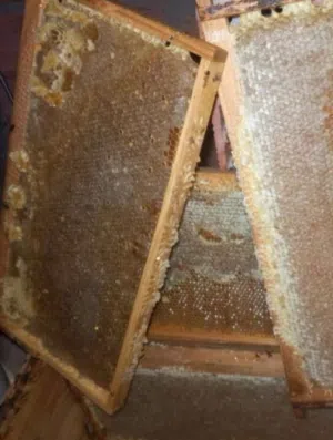 عسل سدر و زعتر حر درجة اولى  ارفع وين يعجبك