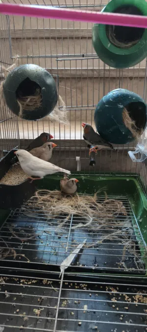 عصافير حب وجنة للبيع