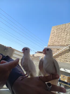زوج كوكتيلات البينو ربه طينه عمر 4 اشهر يطلع خارج منزل وين ماتروح وراك تصيحله يجيك