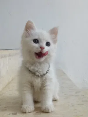 بسه كب كات عمر ثلاث شهور اربد بني كنانه الرفيد