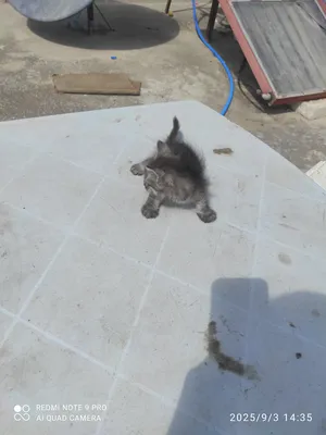 Persian0