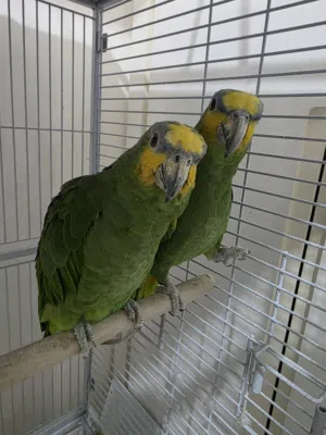 Orange winged Amazon Parrots