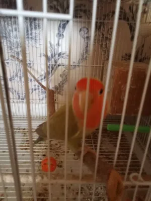 طيور روز زوجين +فرخ صغير