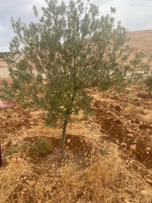 Farm Land for Sale in Jerash Marsa'
