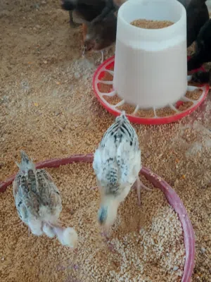 صيصان بلدي وأبو رقيبه