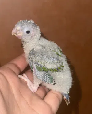 فرخ ببغاء المولينا