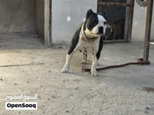 انثى اميريكان بولي 16اشهر مستوى عالي جداً يتوفر فيديو بنت ميكا