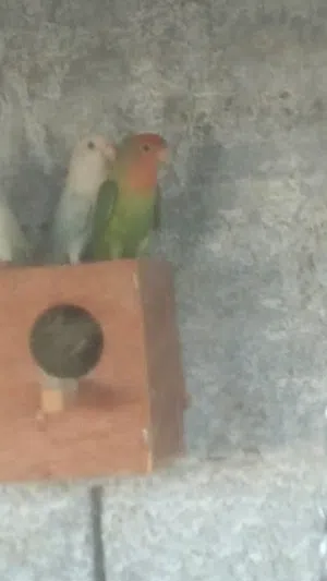عصفير بركديلو
