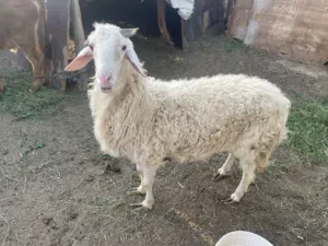 بيع كبش عماني ولد سنه   وبيع ثور عماني ولد 5 شهور