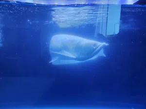 albino arowana