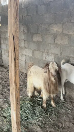 تيس عماني فحل