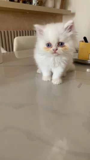 White kitty