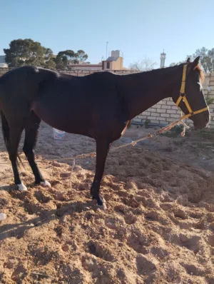 فرص للبيع الله يبارك دم 87 بوه السهم أمه زاد الخيل مواليد 2017