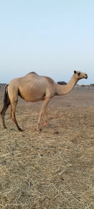 مدني للبيع