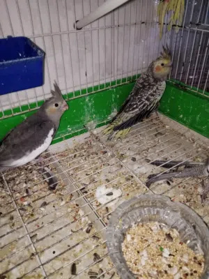 متاح عصافير كوكتيل