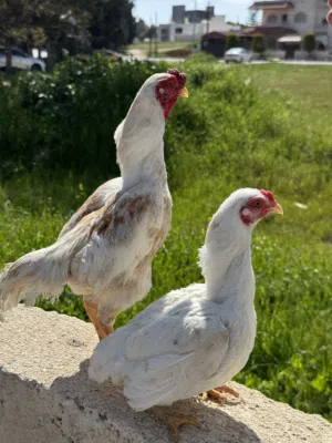 دحاج كوشامو مميز جداً