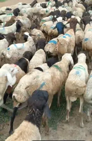 عرطه اغنام وابقار اضاحي العيد بيع جمله الجمله سعر هسوس ومغري للتجار والجزارين الكبار والمؤسسه