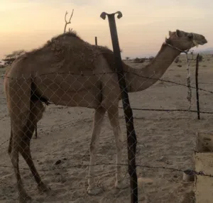عبدالعزيز 