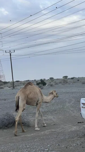 بكره حجه للبيع صعبه  بنت شاهين الدغاش  وامها بنت صوغان البكره ما مأدوبه تصلح للانتاج فقط اخوها سابق