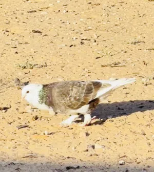 طيور حمام زينه درجه أولى كشكي بومه صينية و باكستاني وبطريق و شامي و بلجيكي و نفاخ