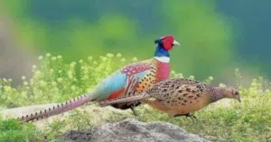 فزن للبيع.