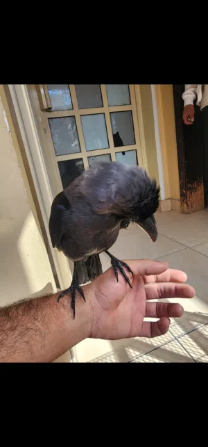 للبيع غراب أليف العمر شهرين متعود تنادي يجيك