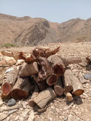 حطب سمر لعيد