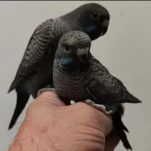 سبحان الله 