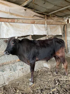 السلام عليكم لبيع ثيران