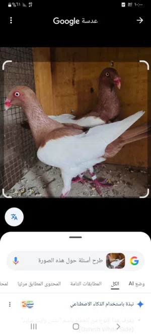 حمام للبيع