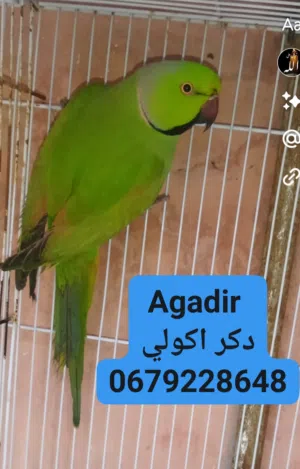 بيروش اكولي كبير بصحه جيده