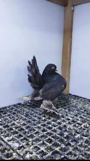 ربي يبارك انتي روسي مضغوطه كيف دحت فتوح سعرها 450